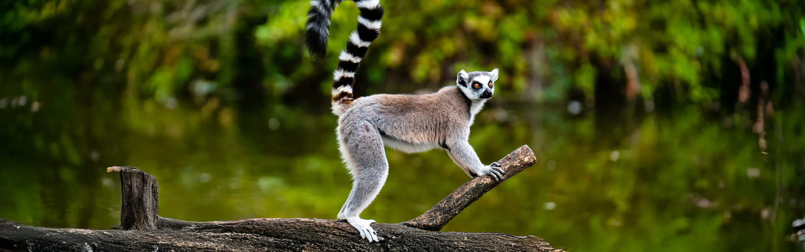 Ring tailed Lemur 221028585 copy2