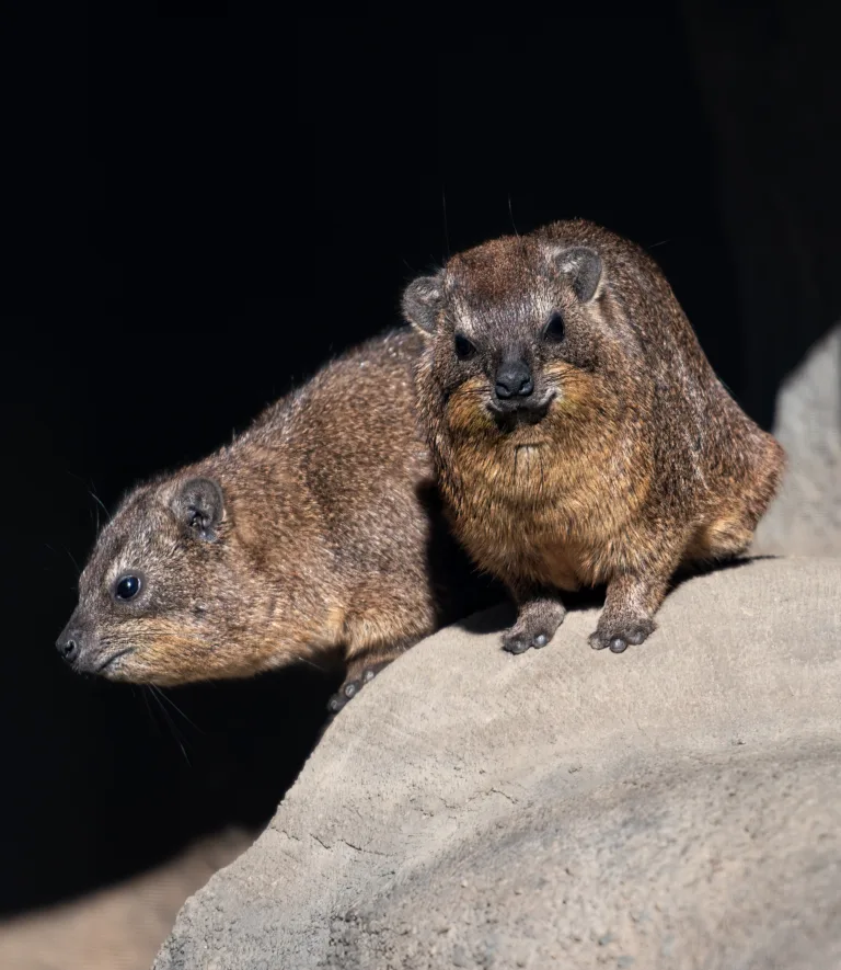 Rock Hyrax 5