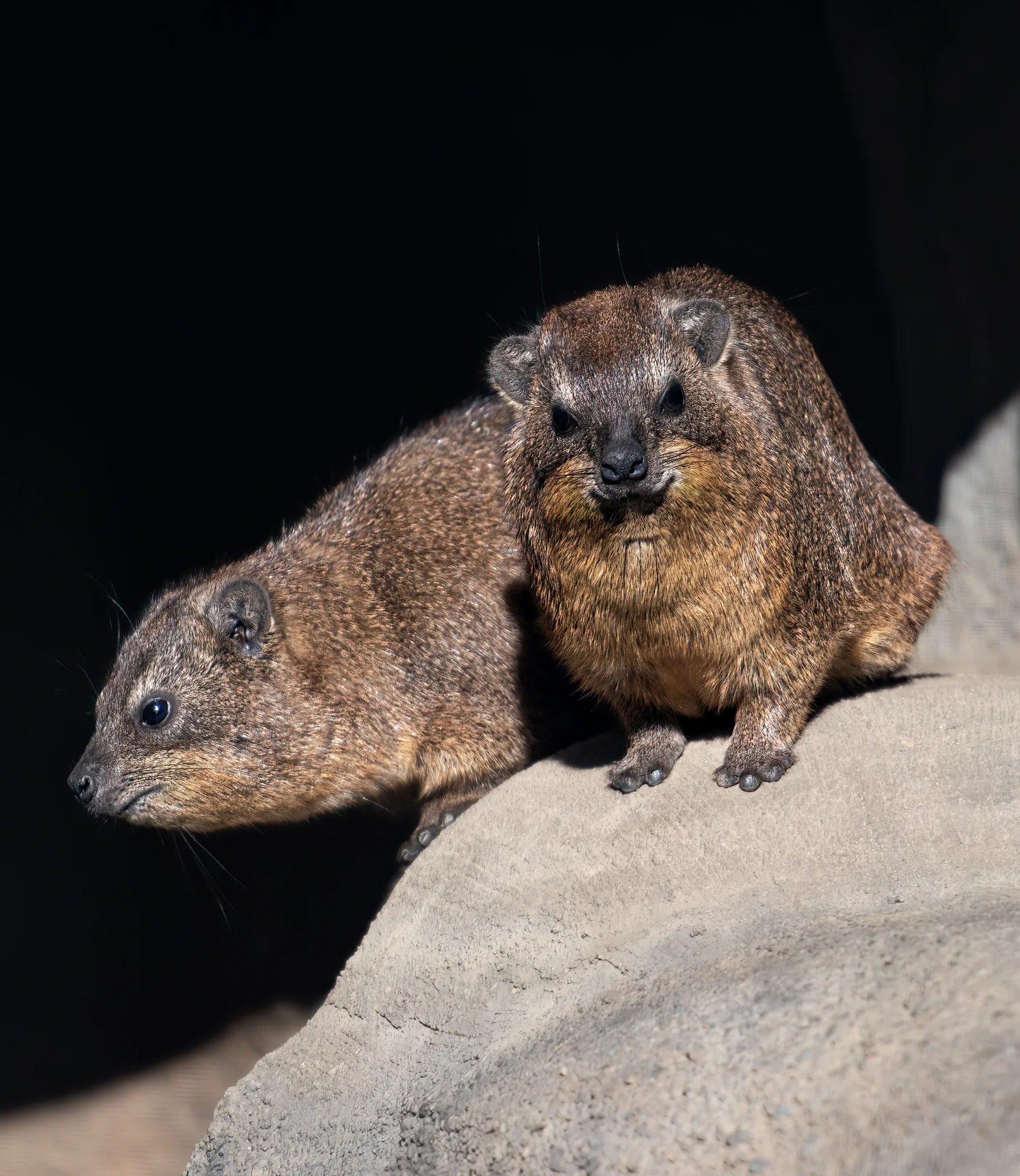 Rock Hyrax 5