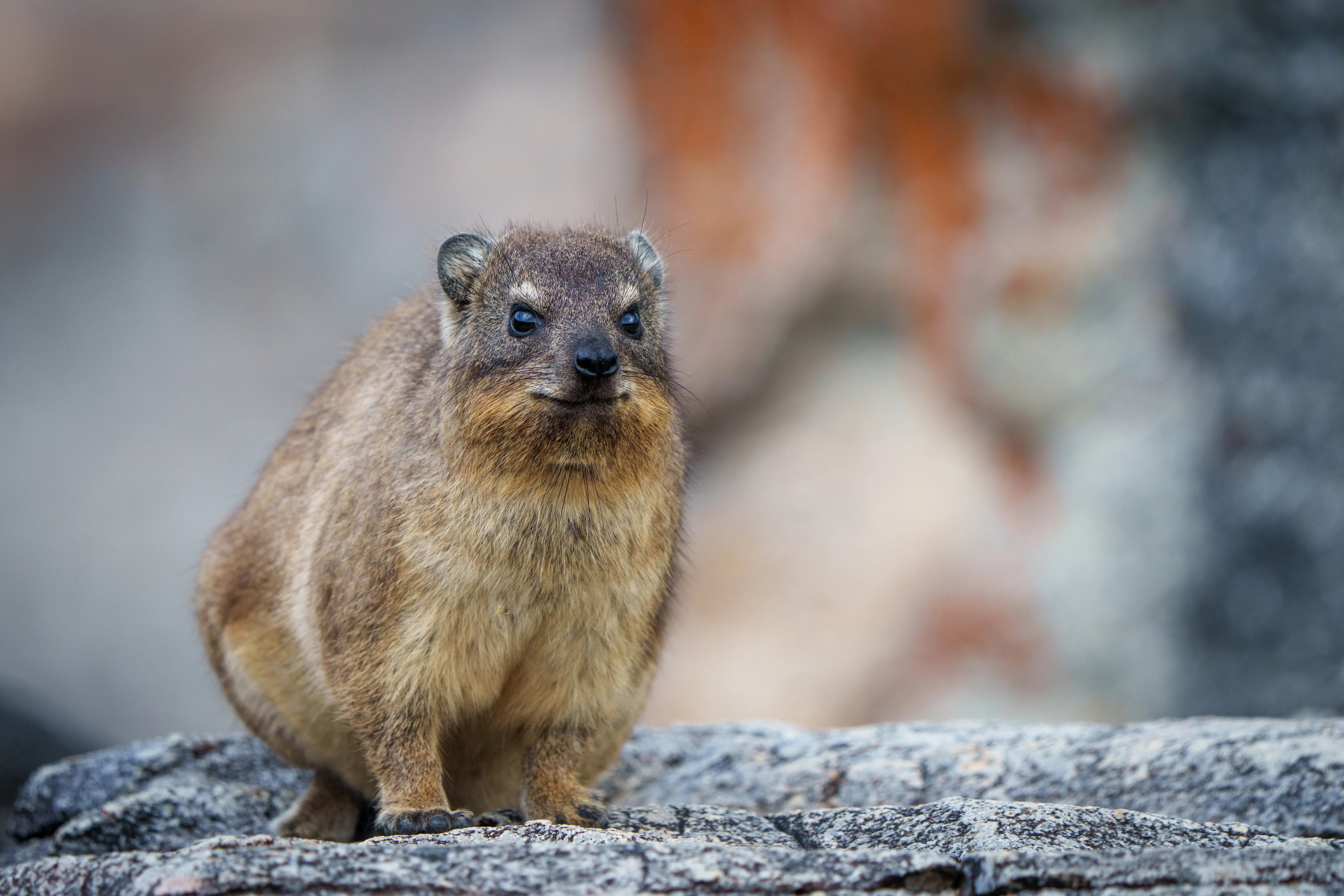 Rock Hyrax shutterstock 2065370231