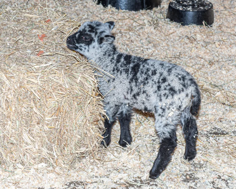 Shetland Lambs Steven Gotz 3