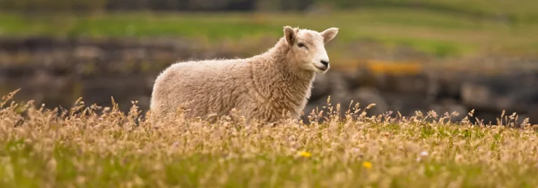 ShetlandSheep 25897075 copy