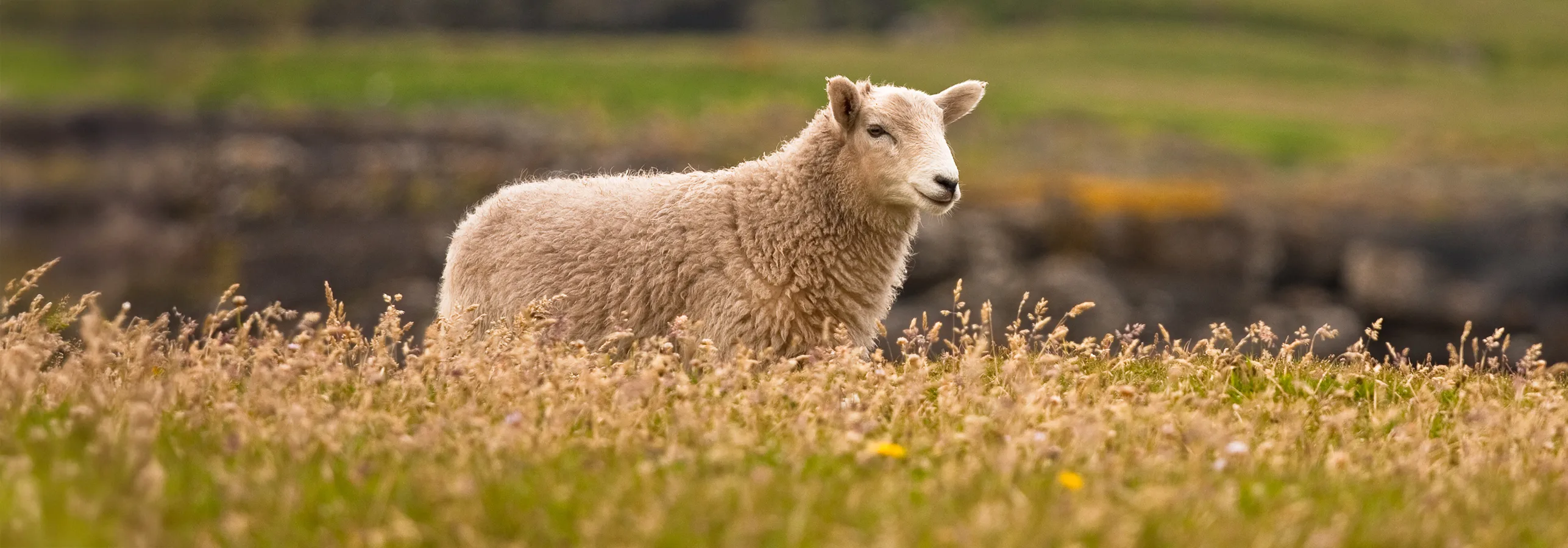 ShetlandSheep 25897075 copy