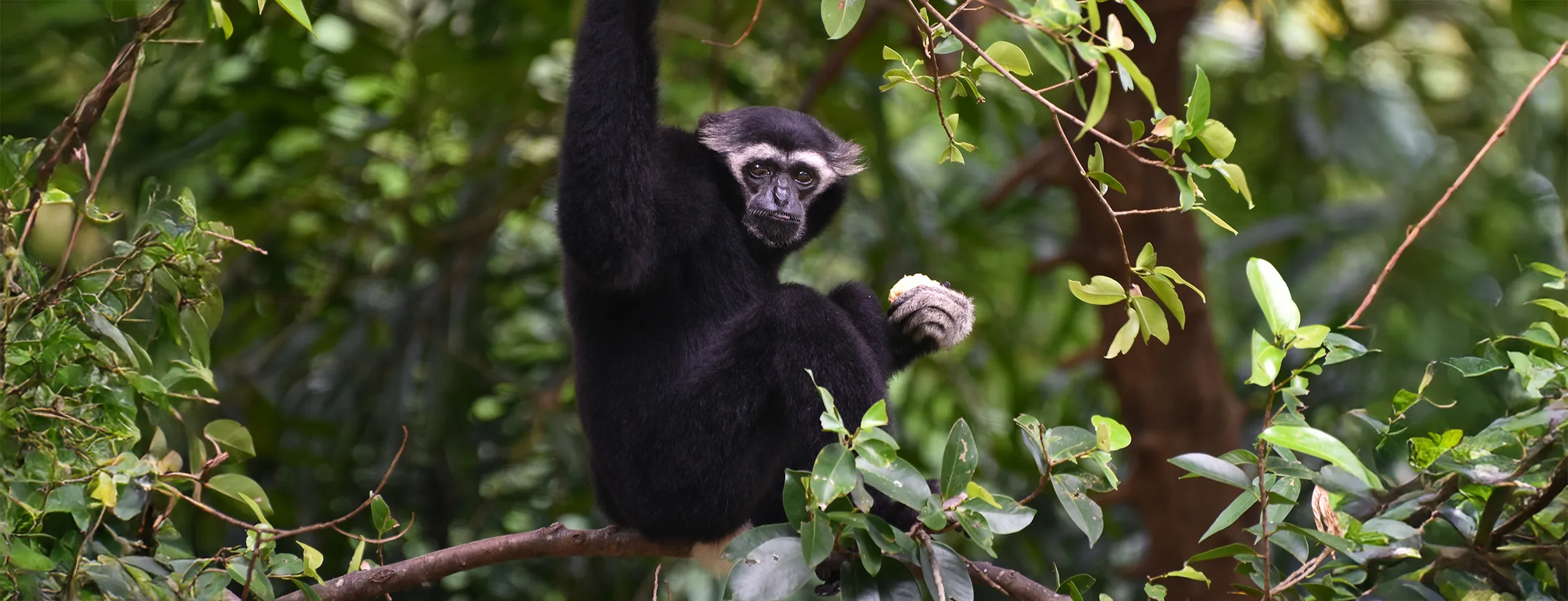 Siamang 626747273 copy