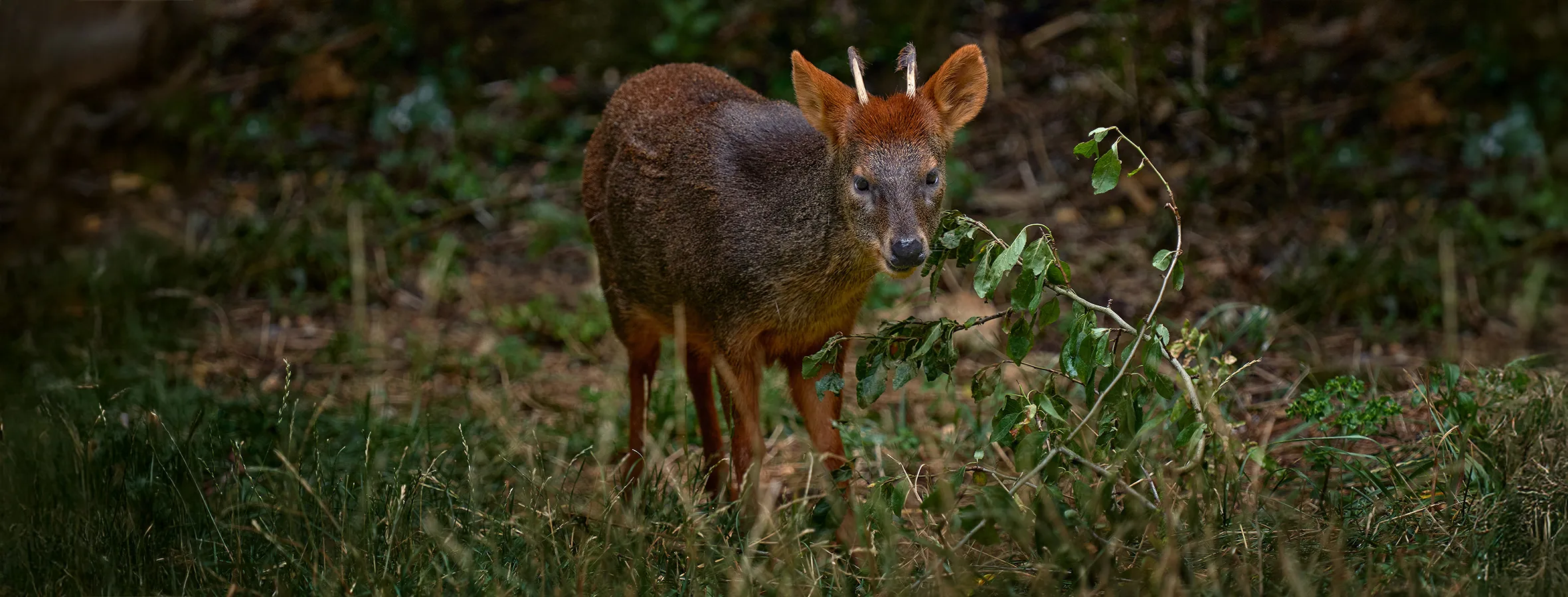 SouthernPudu 654159248 copy2