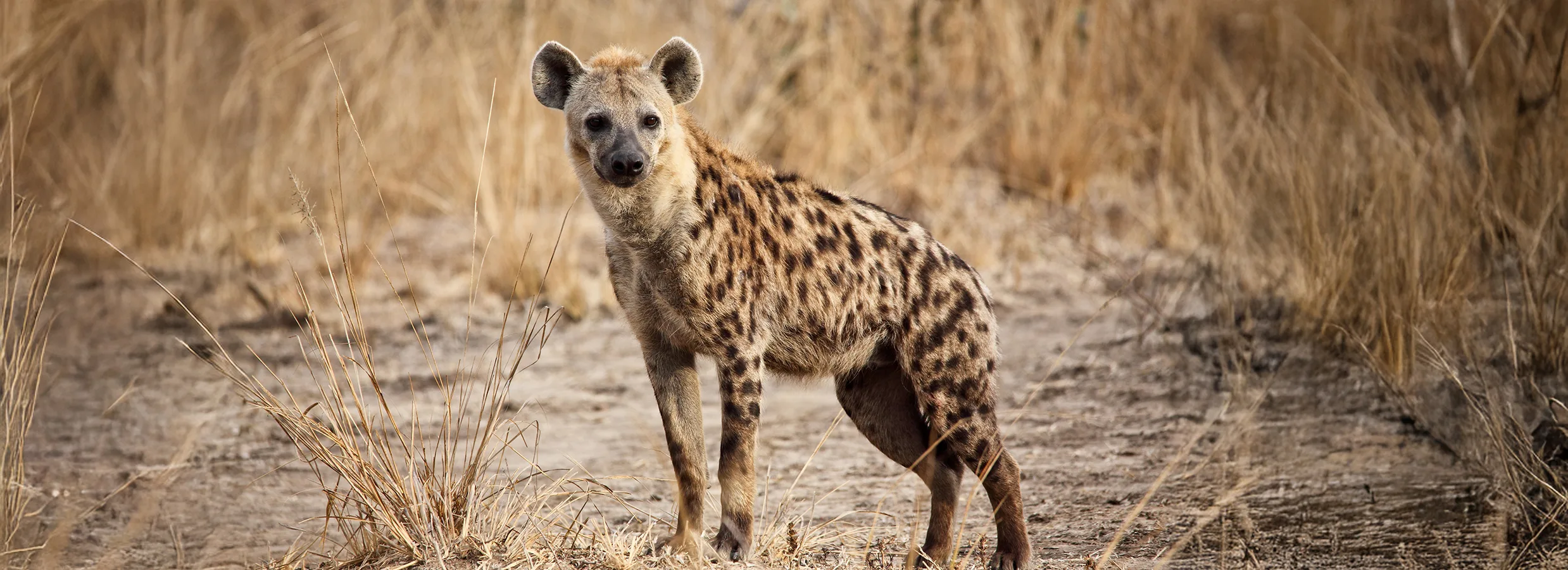 SpottedHyena 43513426 copy2