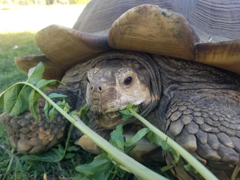 Spurred Tortoise