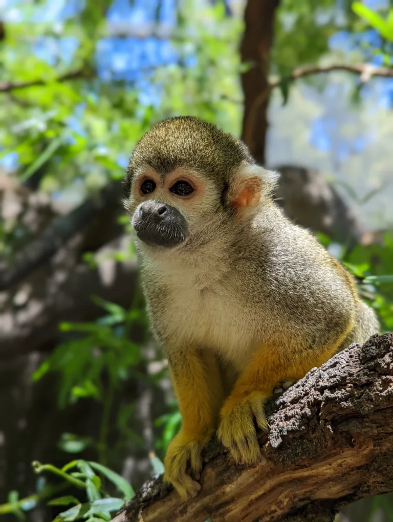 Squirrel MonkeyIsabella 3