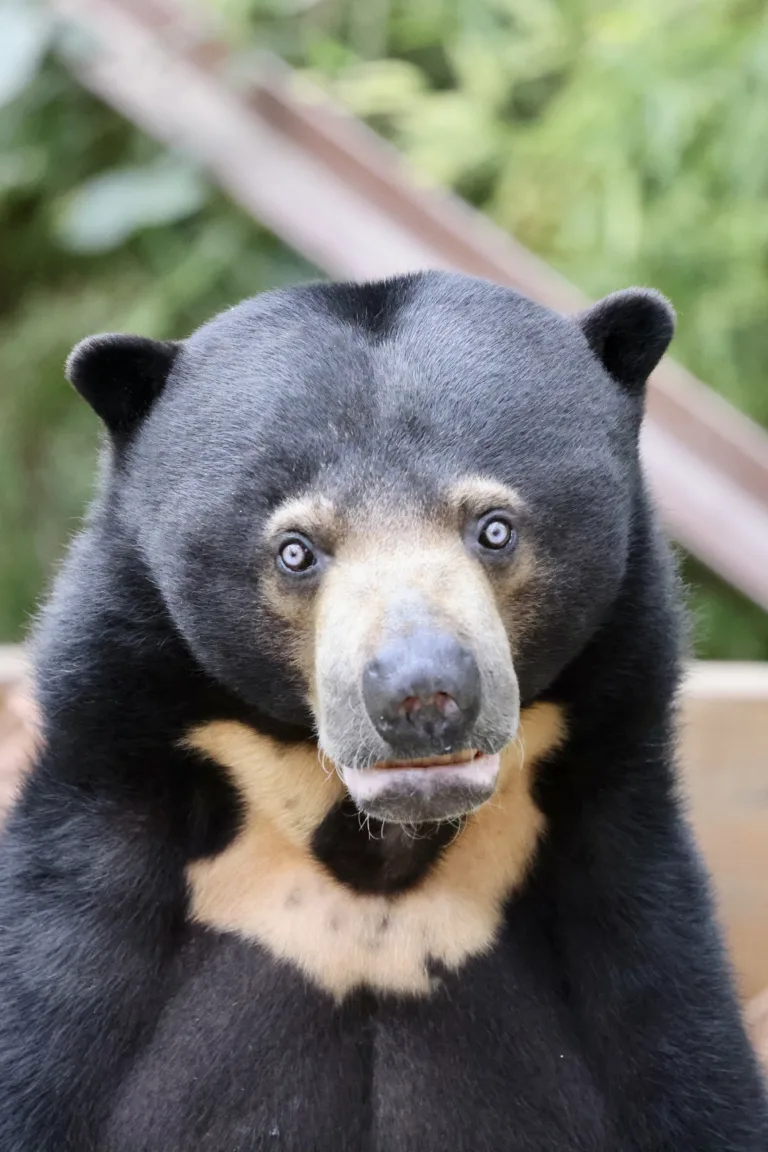 Sun Bear Steve Franks MAR 2025