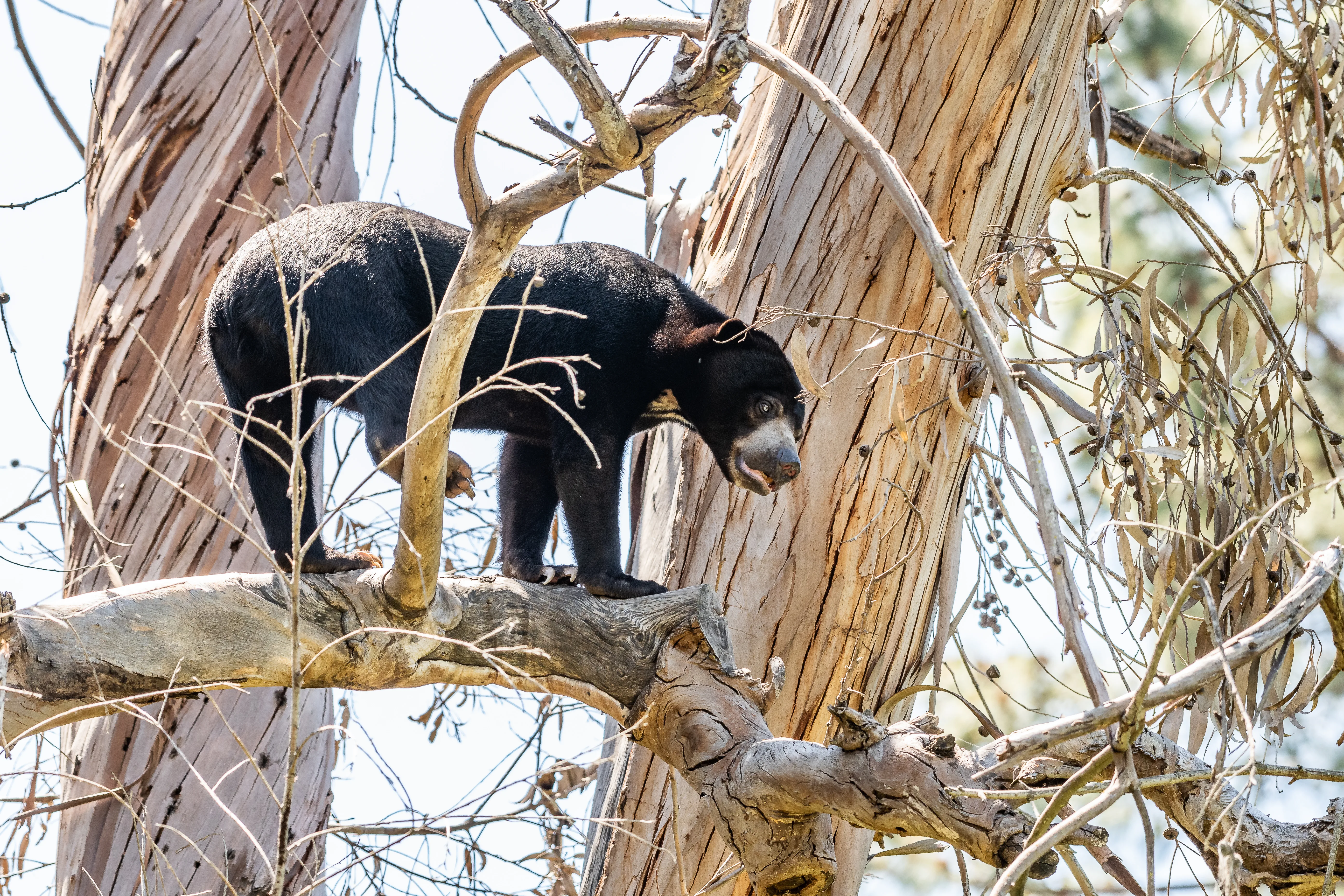Sun Bear in a tree 5663