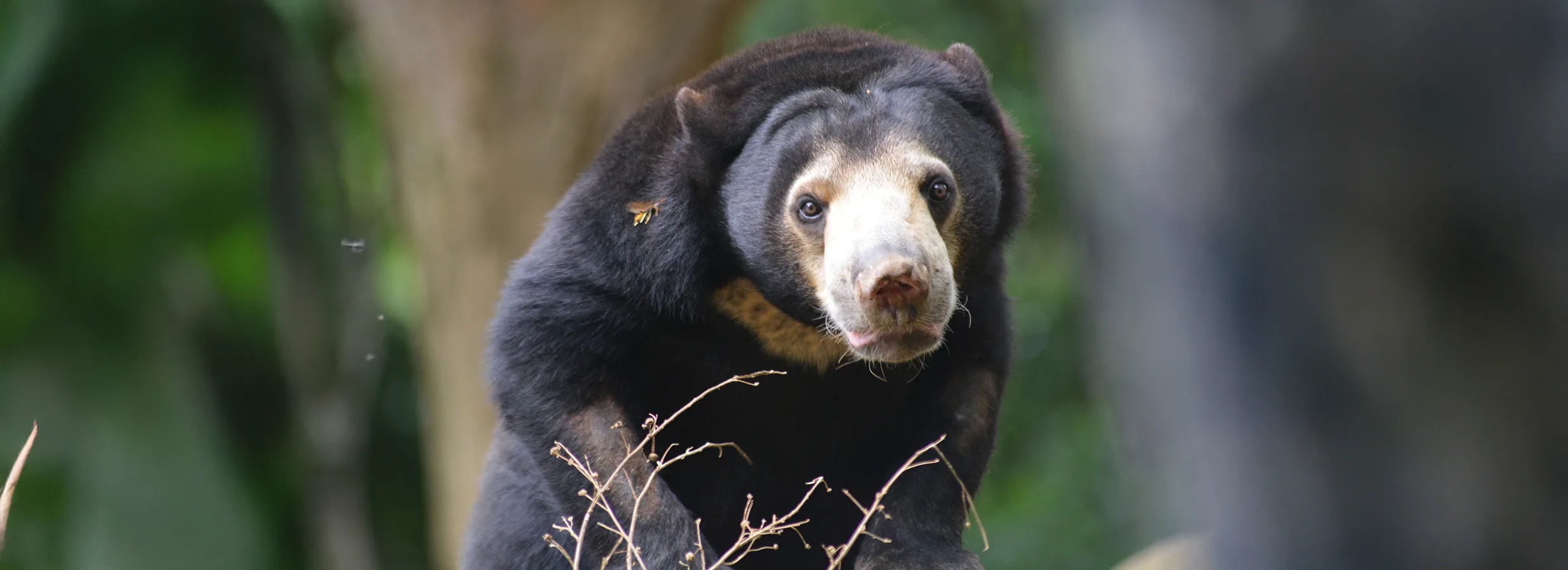 SunBear 402297211 copy