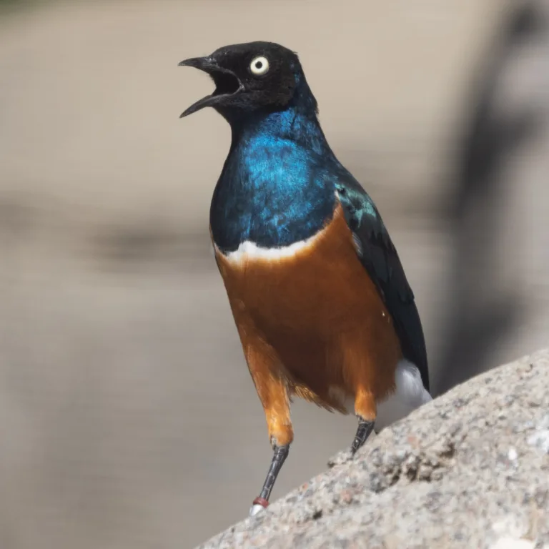 Superb Starling 1 Steven Gotz Nov 2022