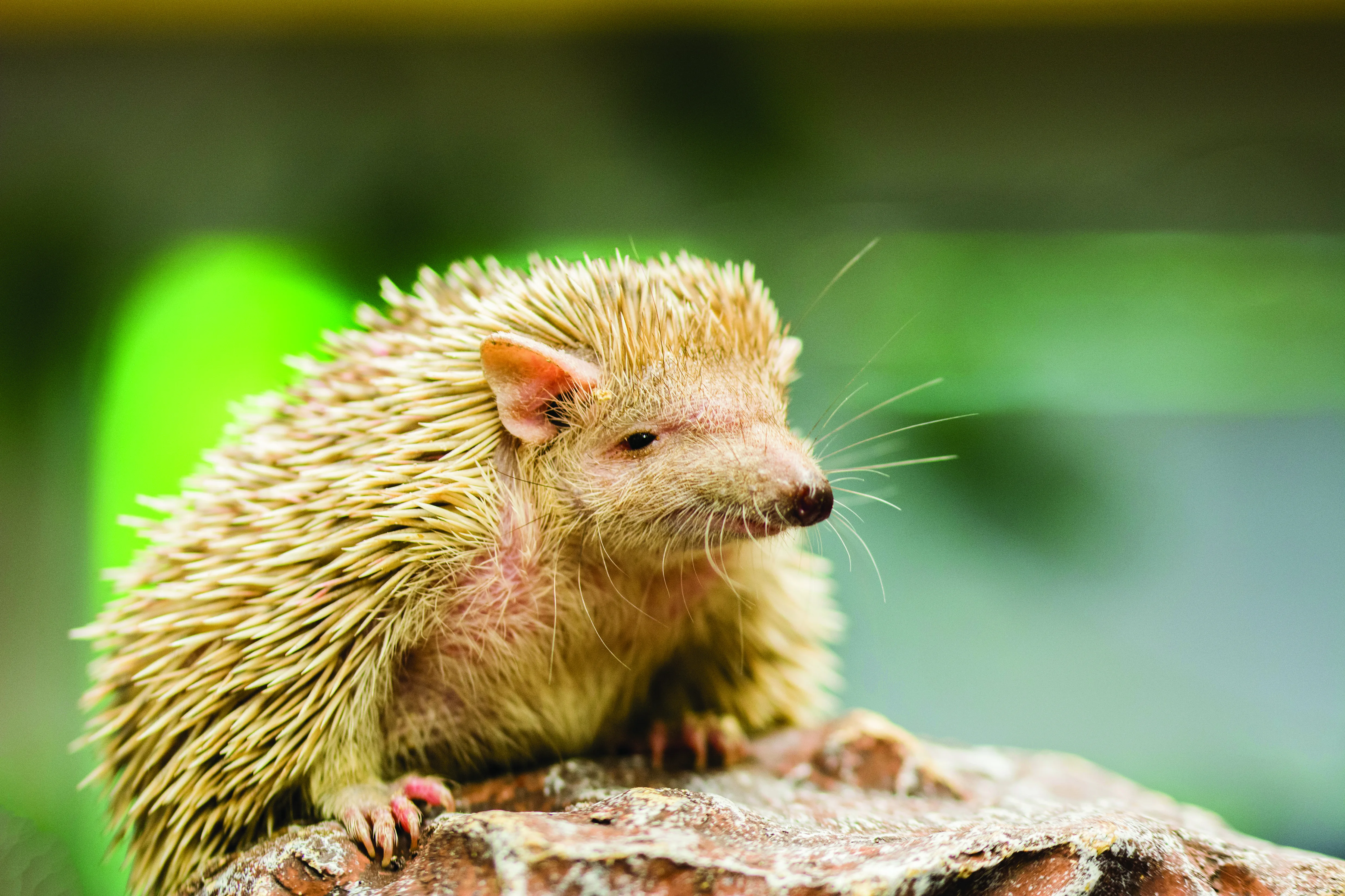 Tenrec Stock