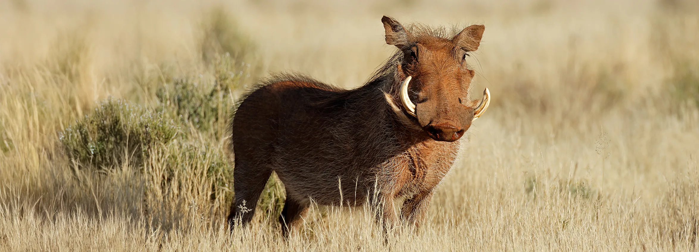 WartHog 279537550 copy 1