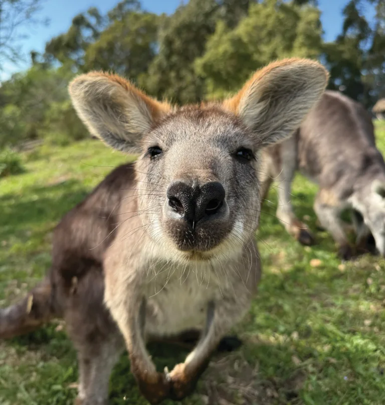 Waru wallaroo Marisa 1