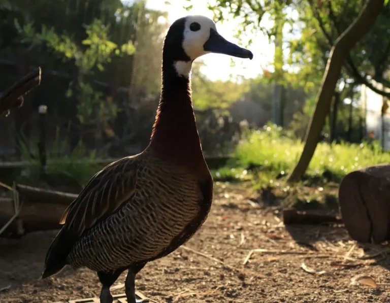 Whistling Ducks Keeper Aeriell Sep 19 6 21 54 PM e1770605176358