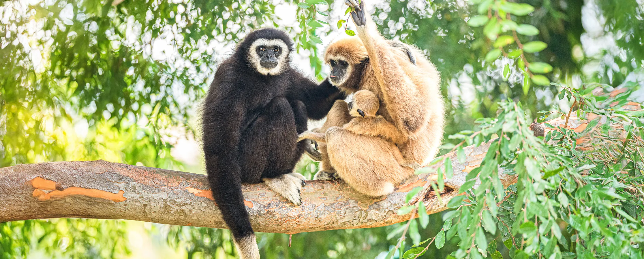 White Handed Gibbon 3 copy
