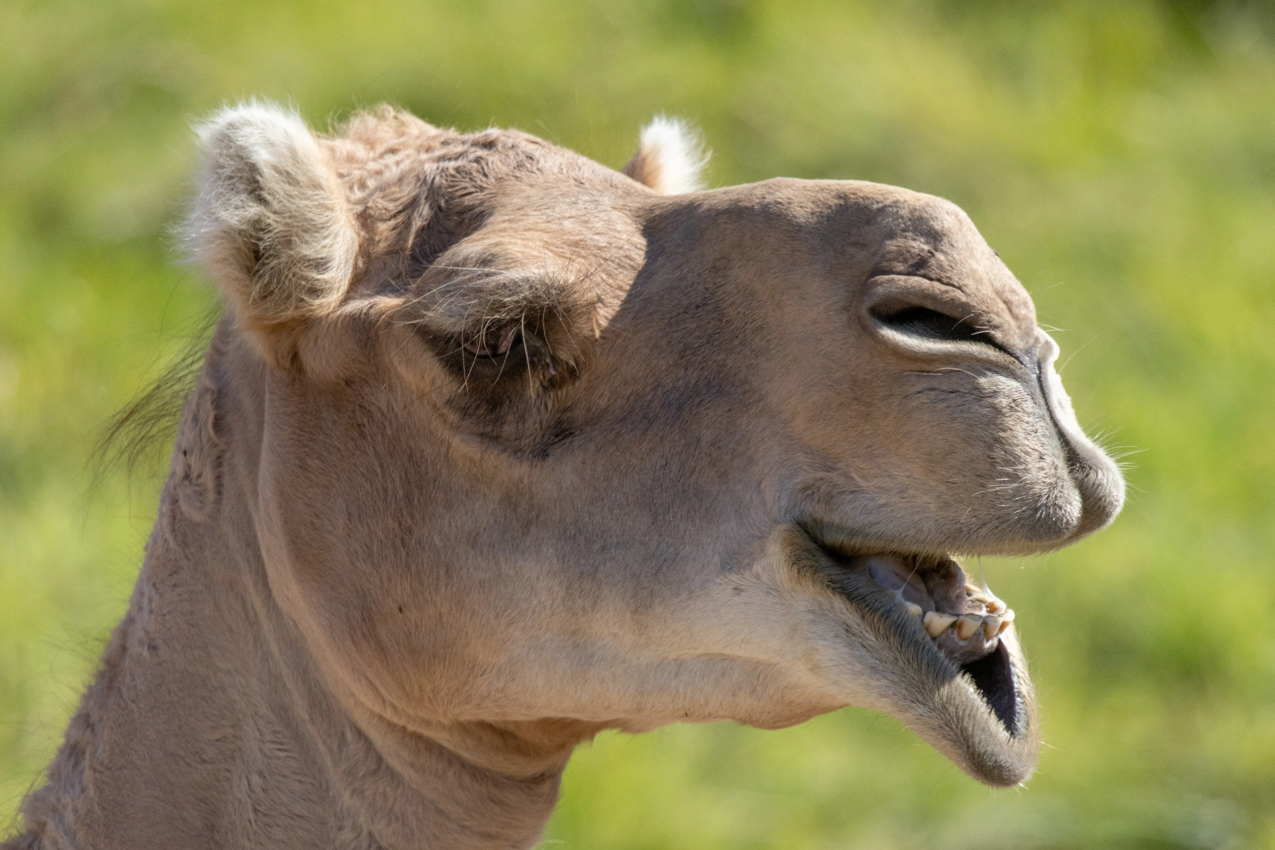 camel derpy Steve Goodall SEP 2024