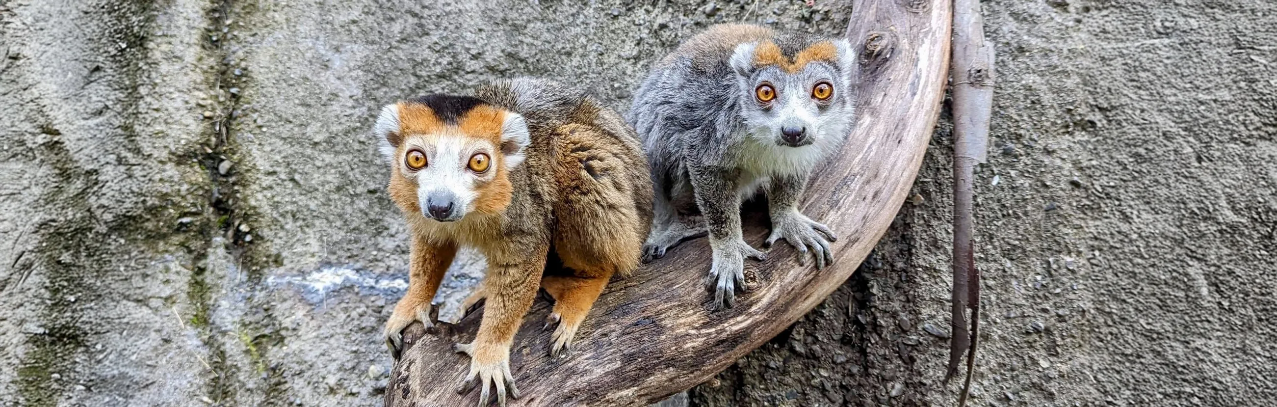 crown lemurs