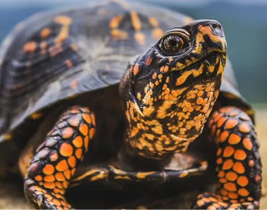 eastern box turtle tn e1777573045360