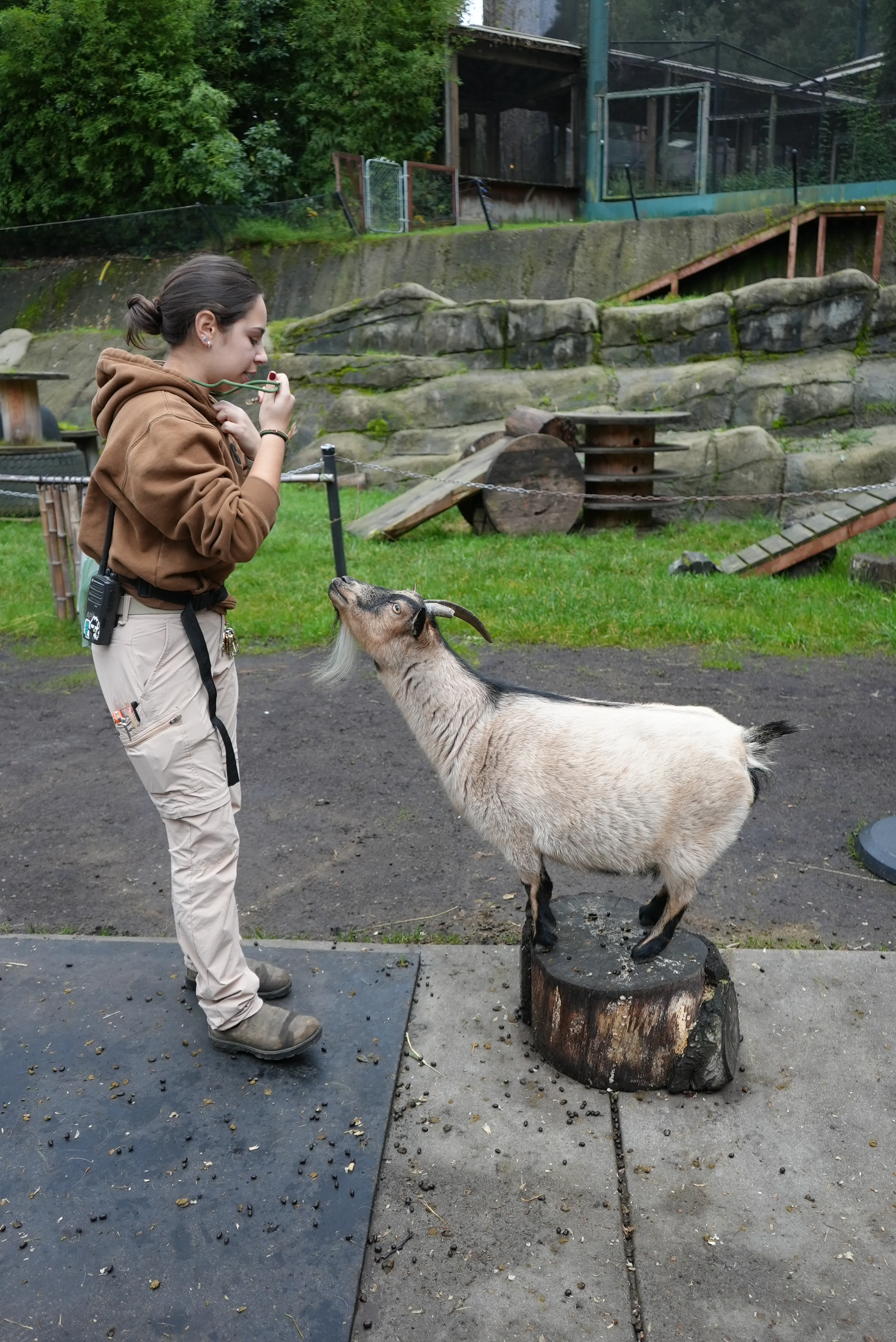 keeper with Ariel goat Reuben DEC 2025