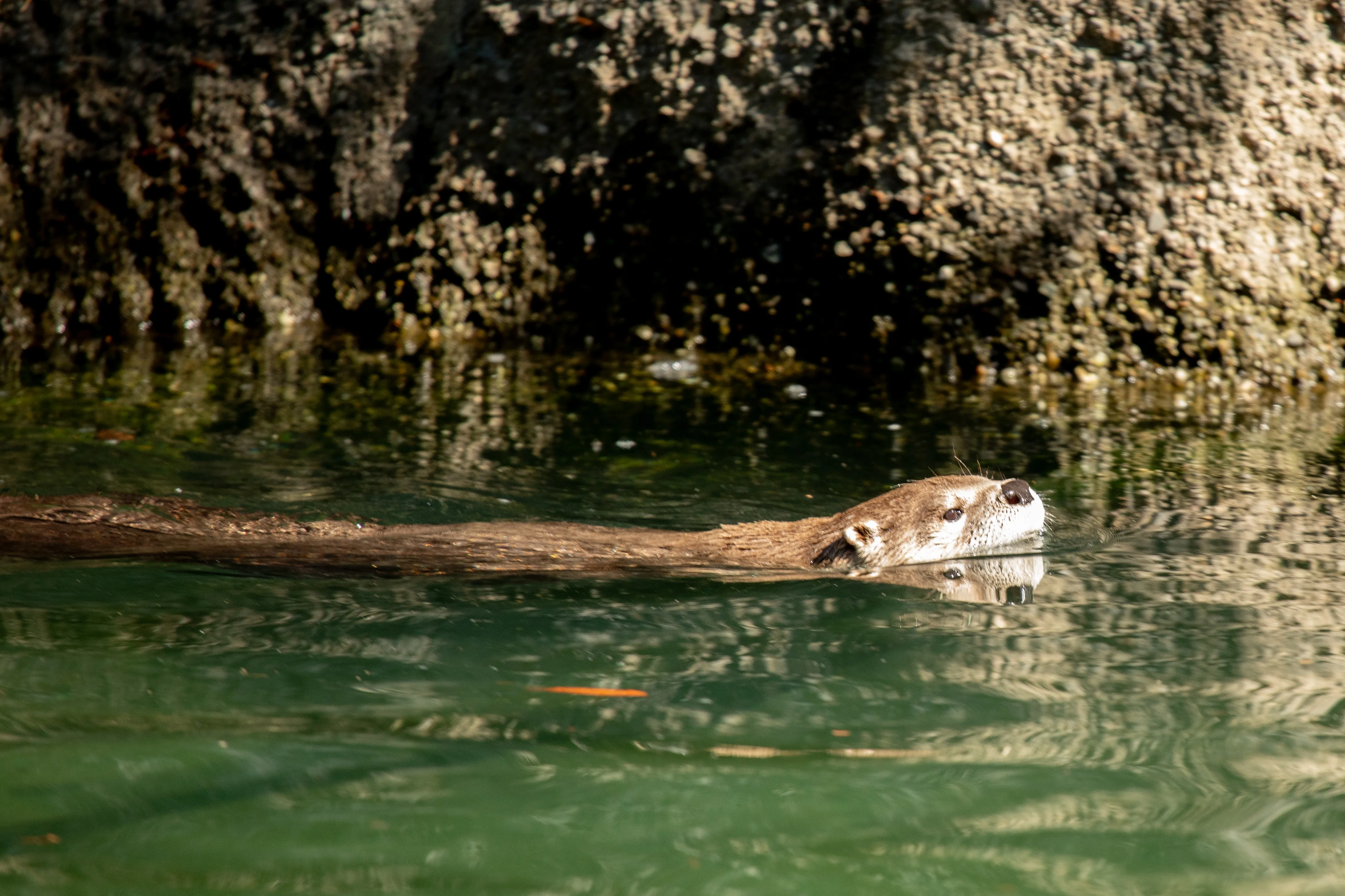 otter going for a swim Steve Goodall