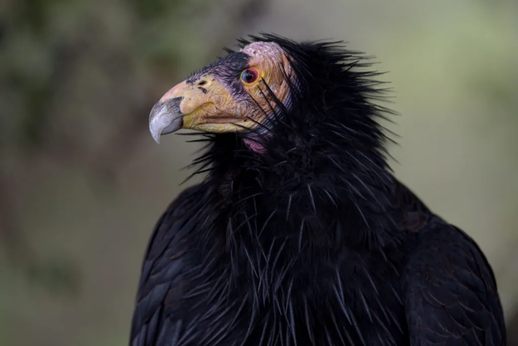 California Condor | Oakland Zoo