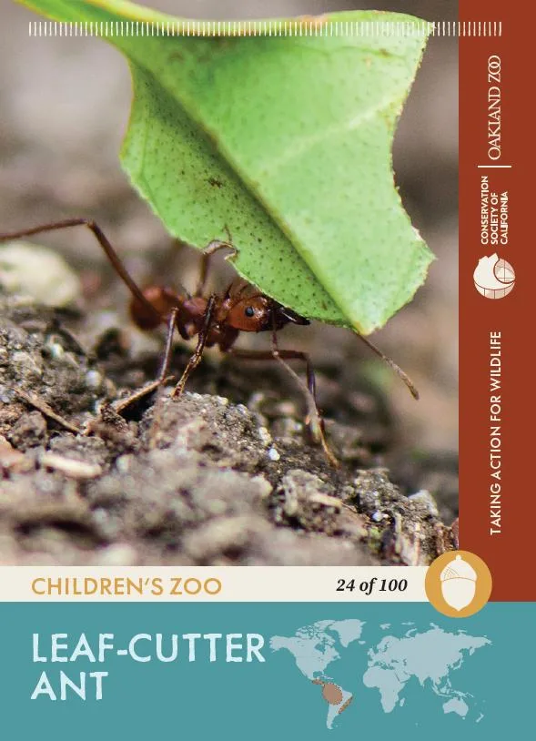 24 of 100 Leaf Cutter Ant