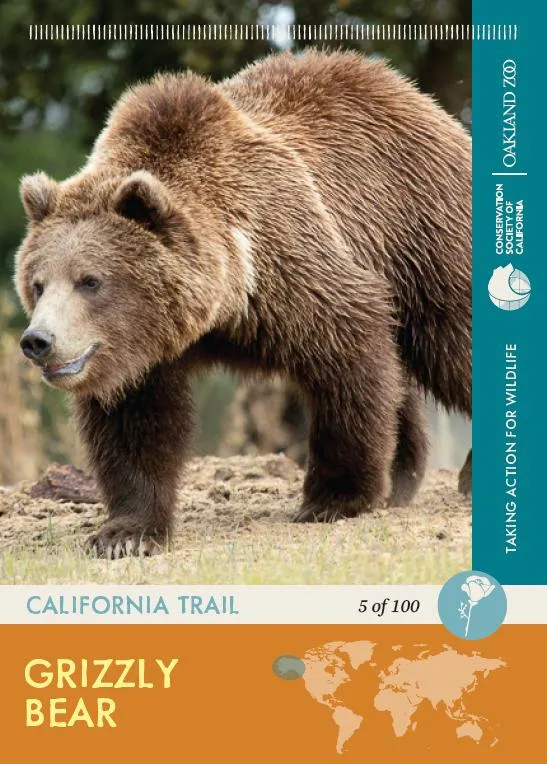 5 of 100 Grizzly Bear