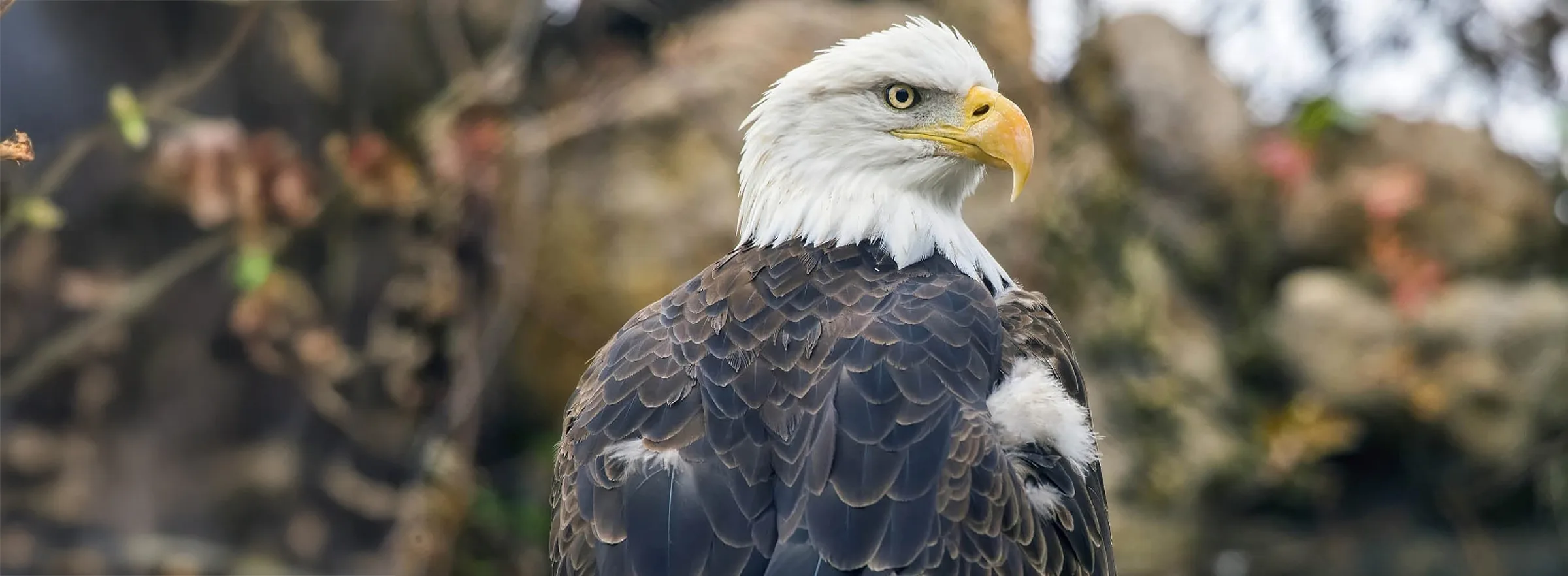 5ba68d682756cb7ae8d2664b bald eagle extended copy
