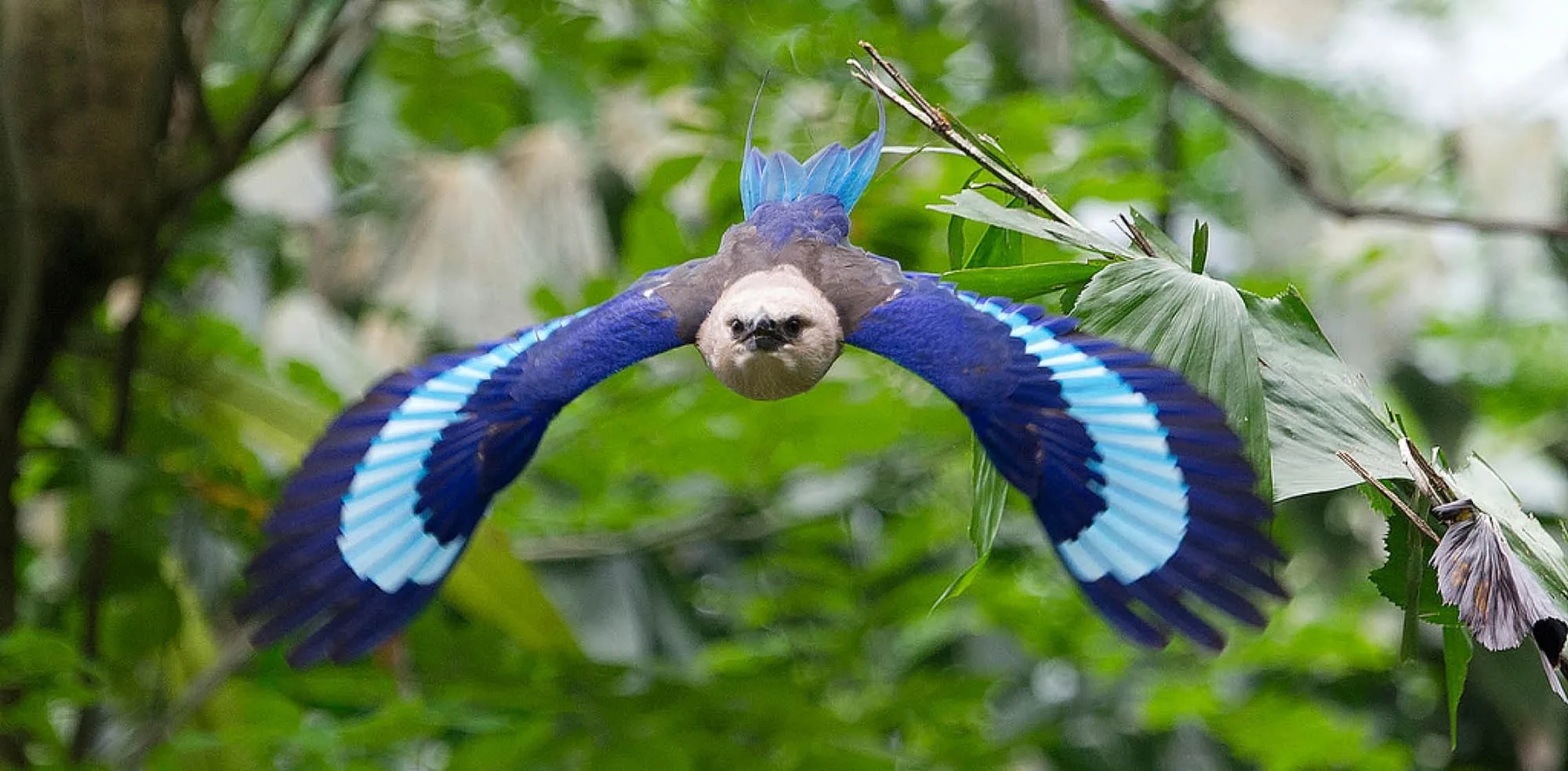 5ba68dcec325b62fa2345dcb blue bellied roller 1 p 2000