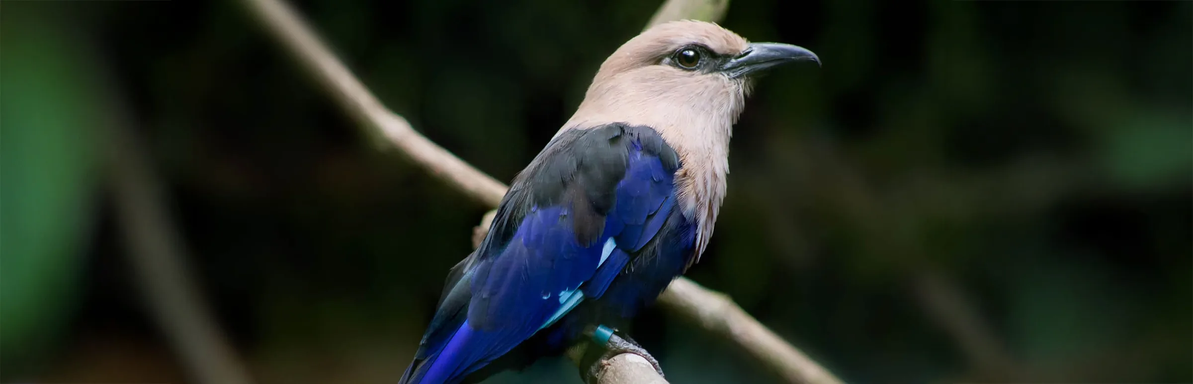 5ba68dd5e33cb6e7721b8adc blue bellied roller extended copy