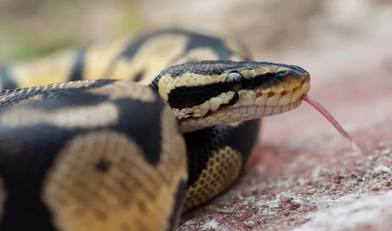 5ba69885e33cb61acd1b8fe1 ball python 2 p 2000 e1770616106289