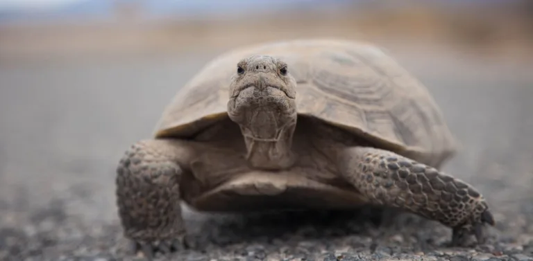 5ba69917c325b6ada4346594 desert tortoise 1 p 2000