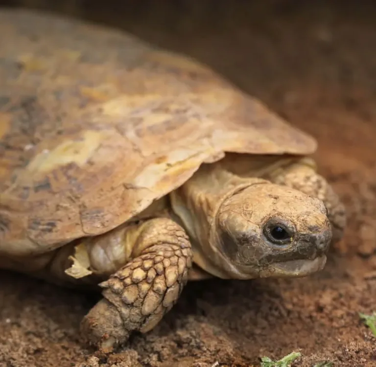 5ba69beb2756cb4915d2711a pancake tortoise 1 p 2000 e1772846196443