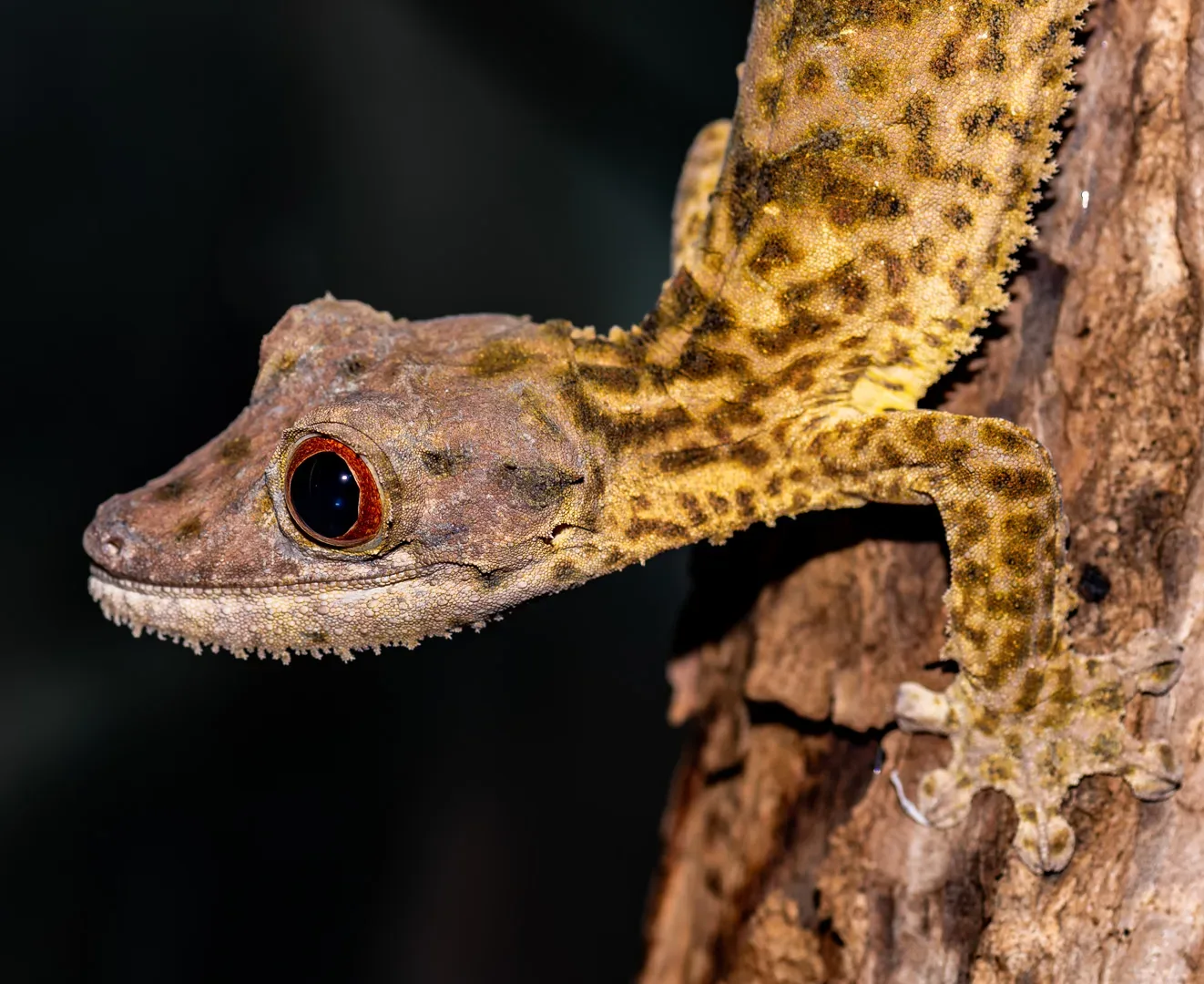 Henkel's Leaf-tailed Gecko | Oakland Zoo