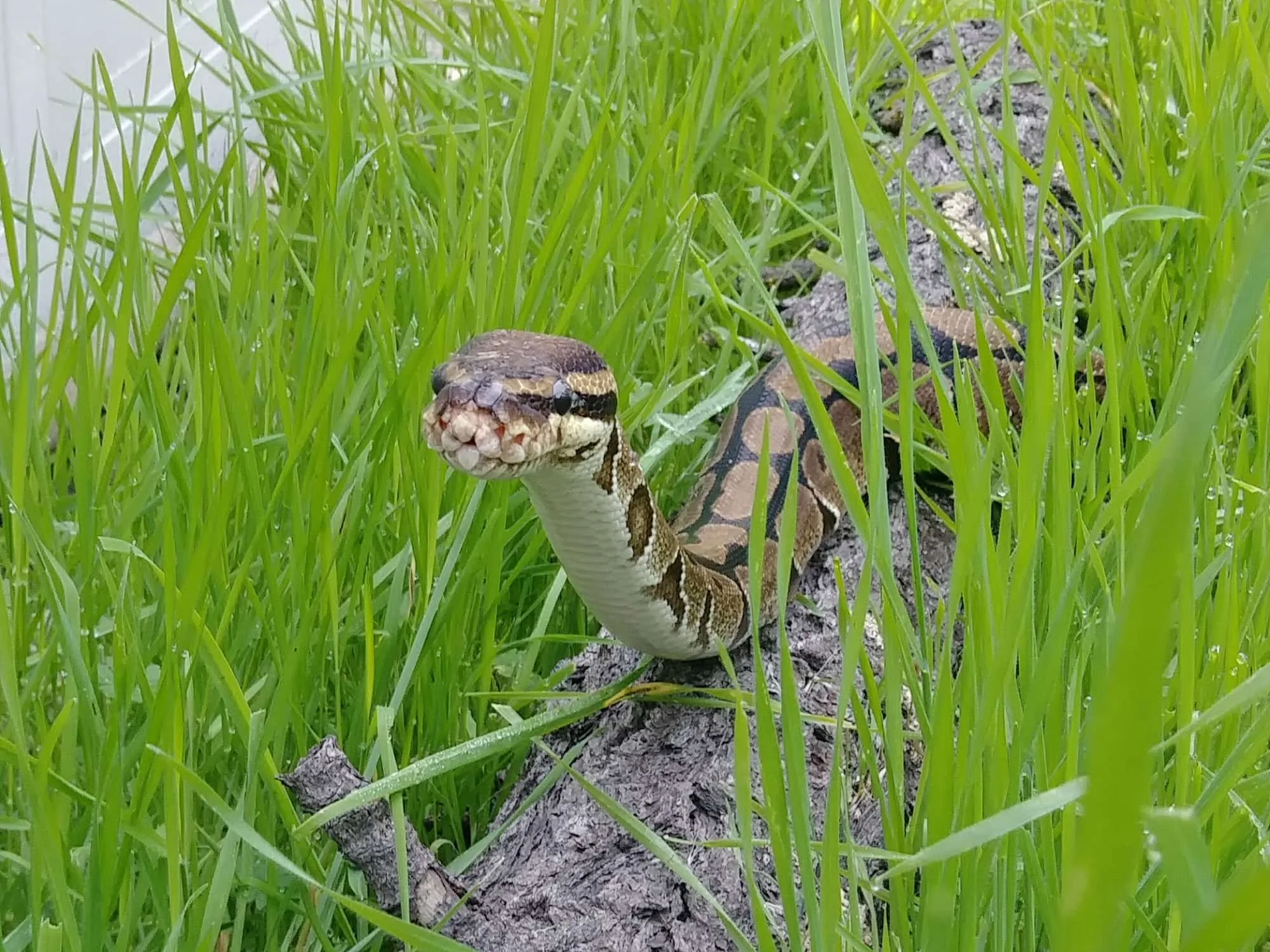 5e0925cf4233497e910de206 2 5 18 Pythons in grass 2 p 2000