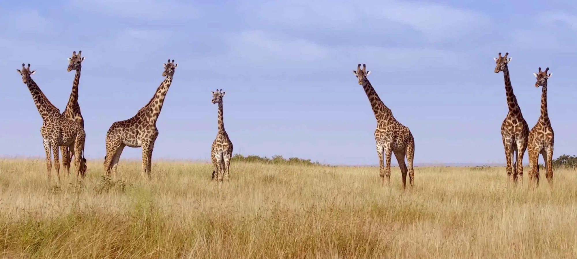 614124f282e85201a1e78eec giraffe feature 1 p 2000