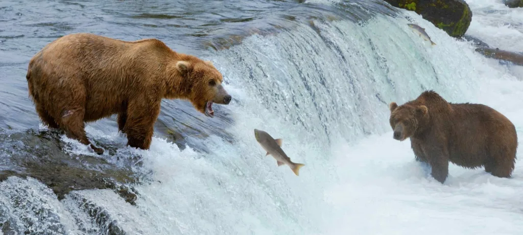614498000fa7dd6cdbe7b7f8 grizzly bear feature 1 p 2000