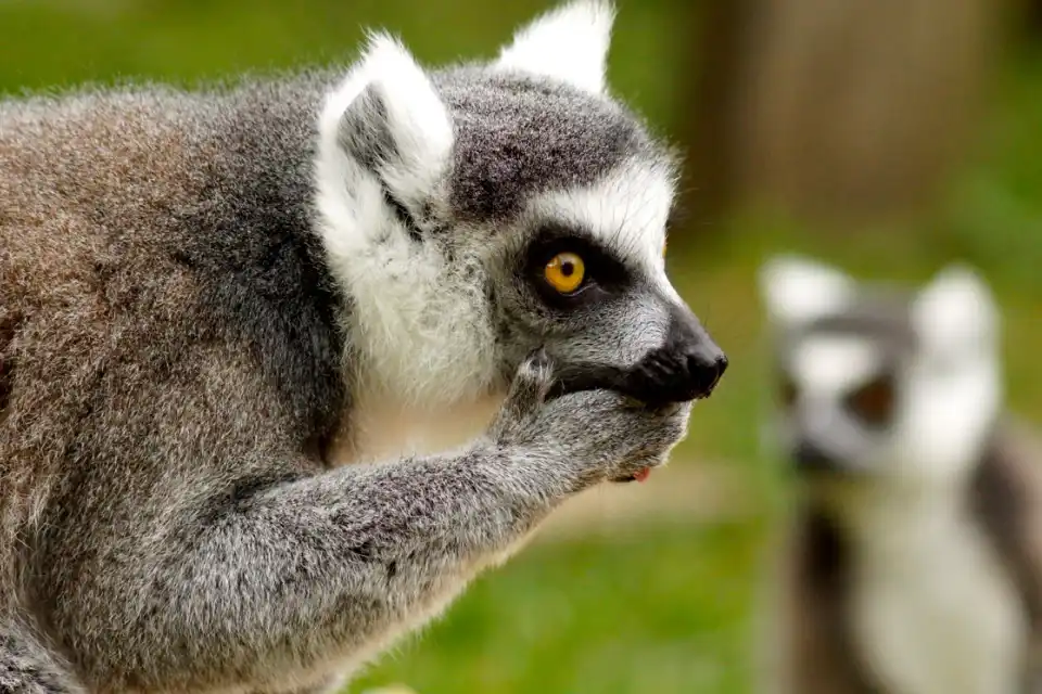 67b662336dd4ce91c2a6cba4 legacy giving lemur inset