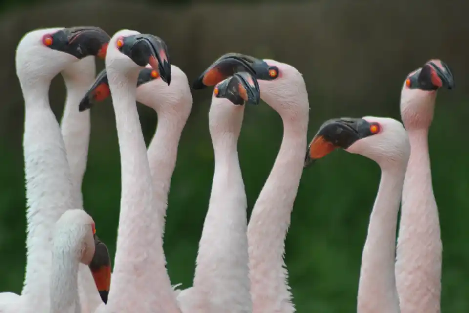 67b663aa2d8d3f59f50f10da legacy giving flamingos inset