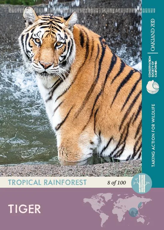 8 of 100 Tiger