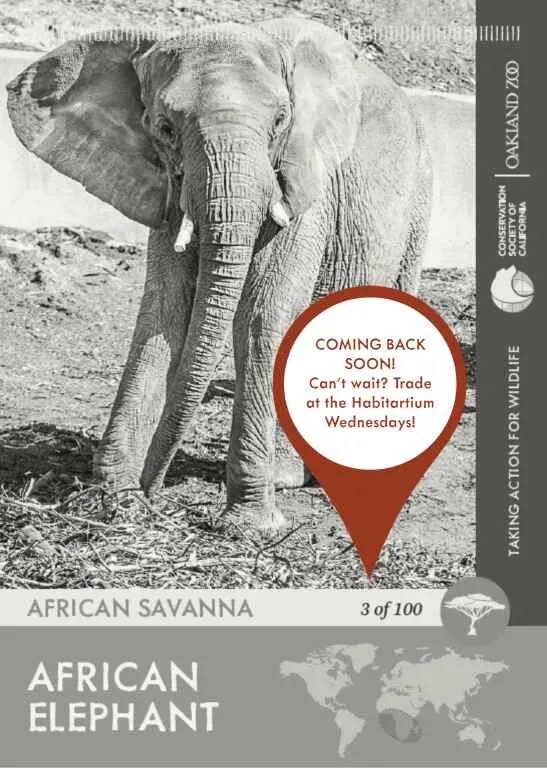 African Elephant Unavailable