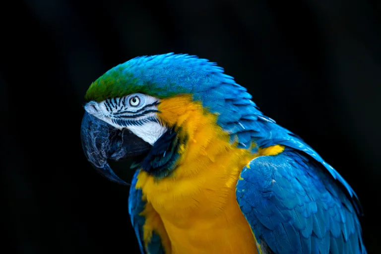 AndrewLincolnMacaw 1