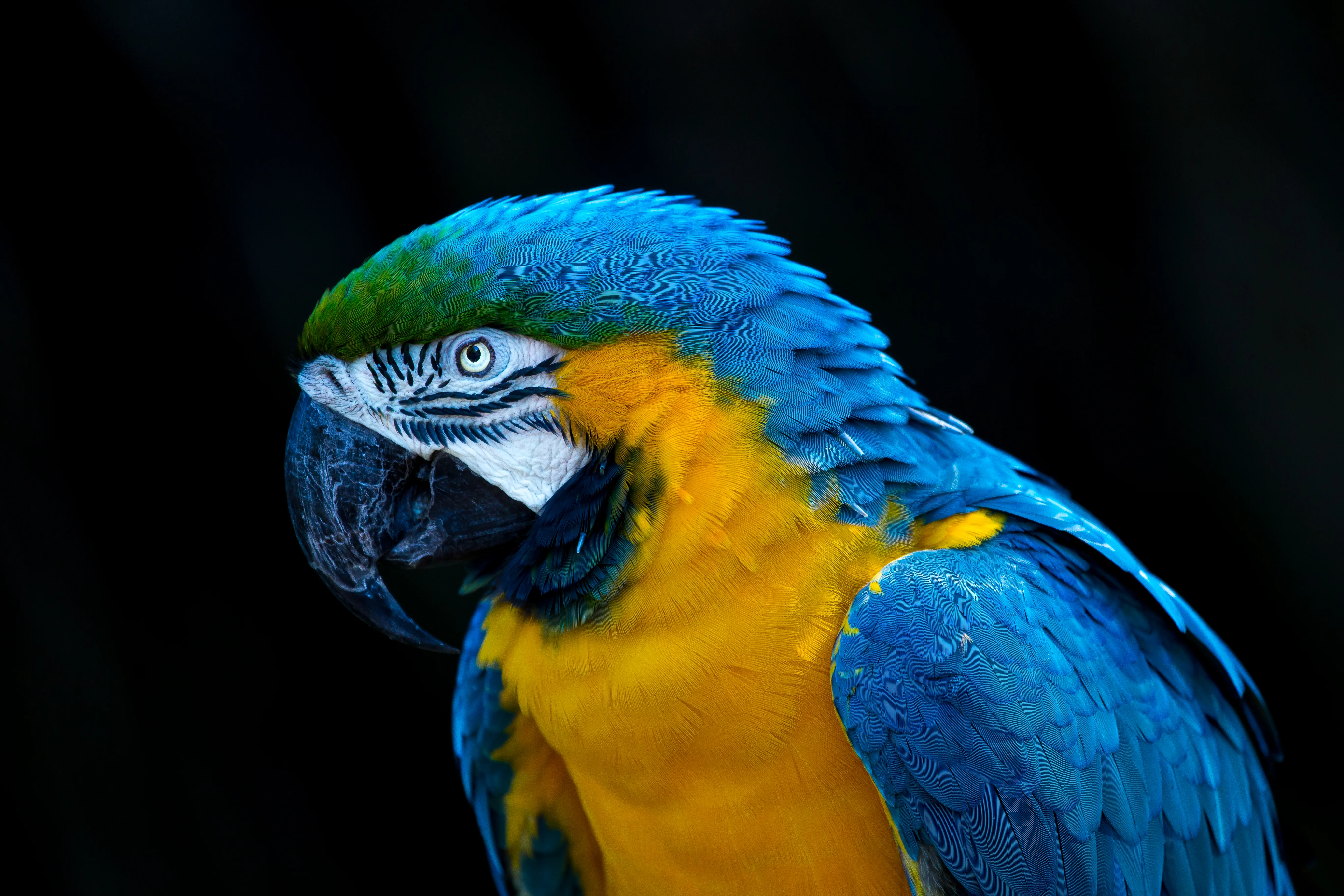 AndrewLincolnMacaw 1