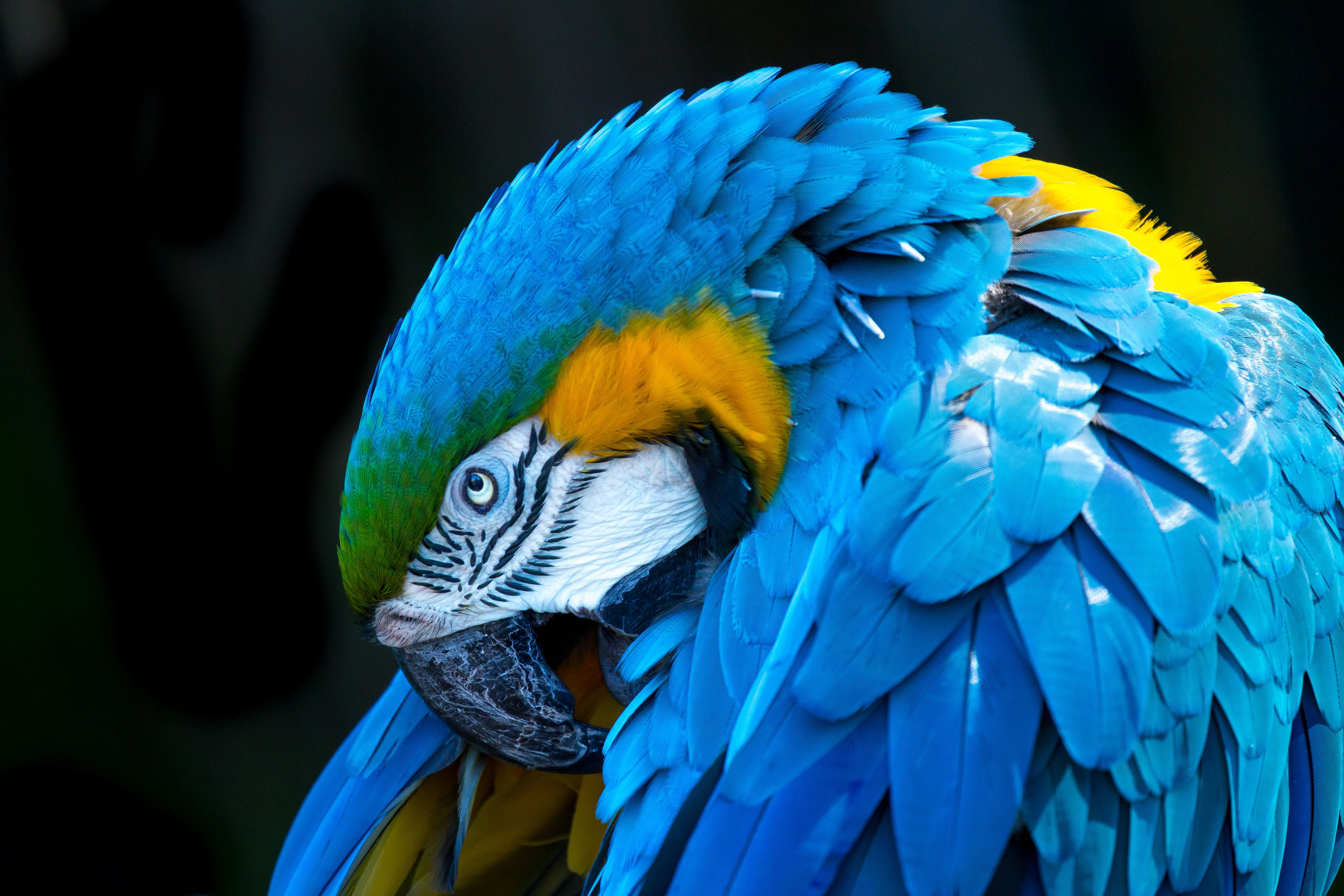 AndrewLincolnMacaw 2