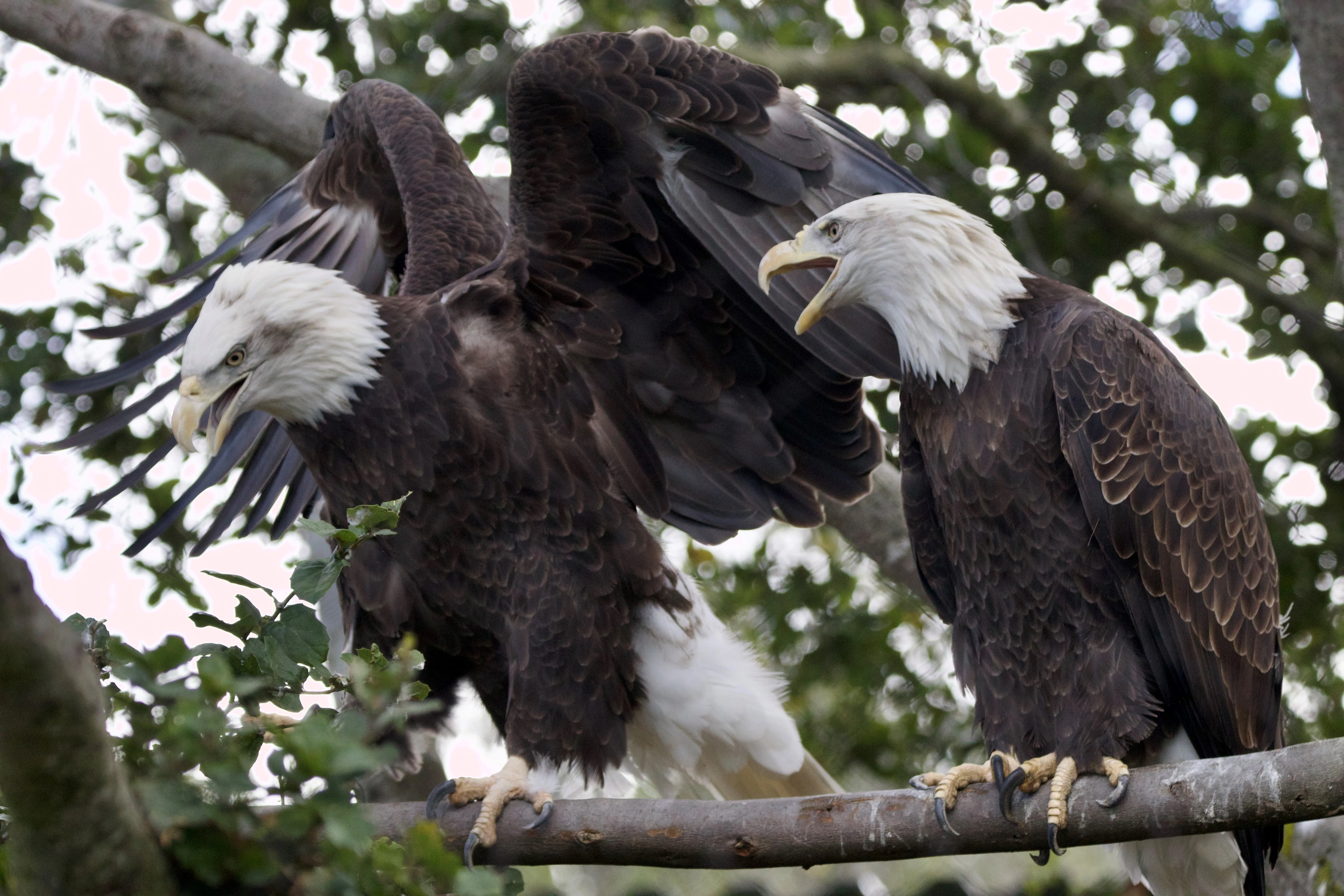 Bald Eagle Margaret Chow