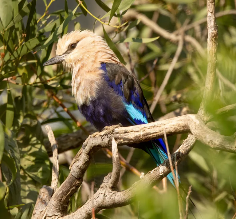 Blue Bellied Roller Steve Goodall