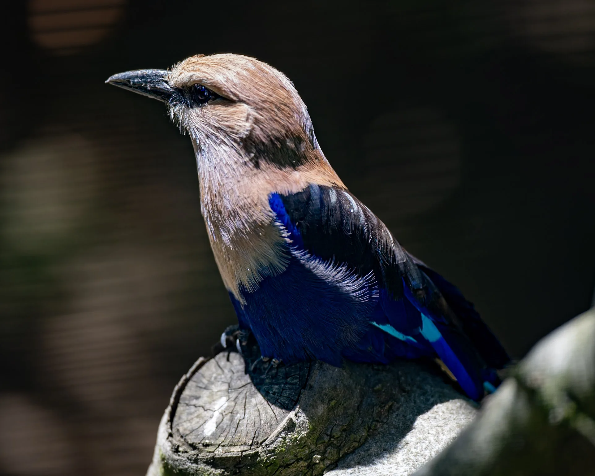 Blue Bellied RollerSteven Gotz 2025