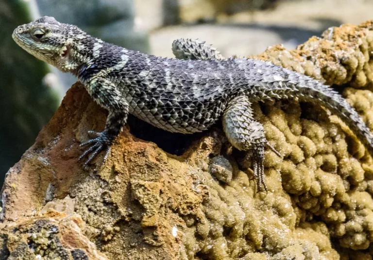 Blue Spiny Lizard Steve Gotz 2 1